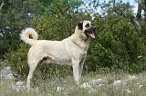 KANGAL 049